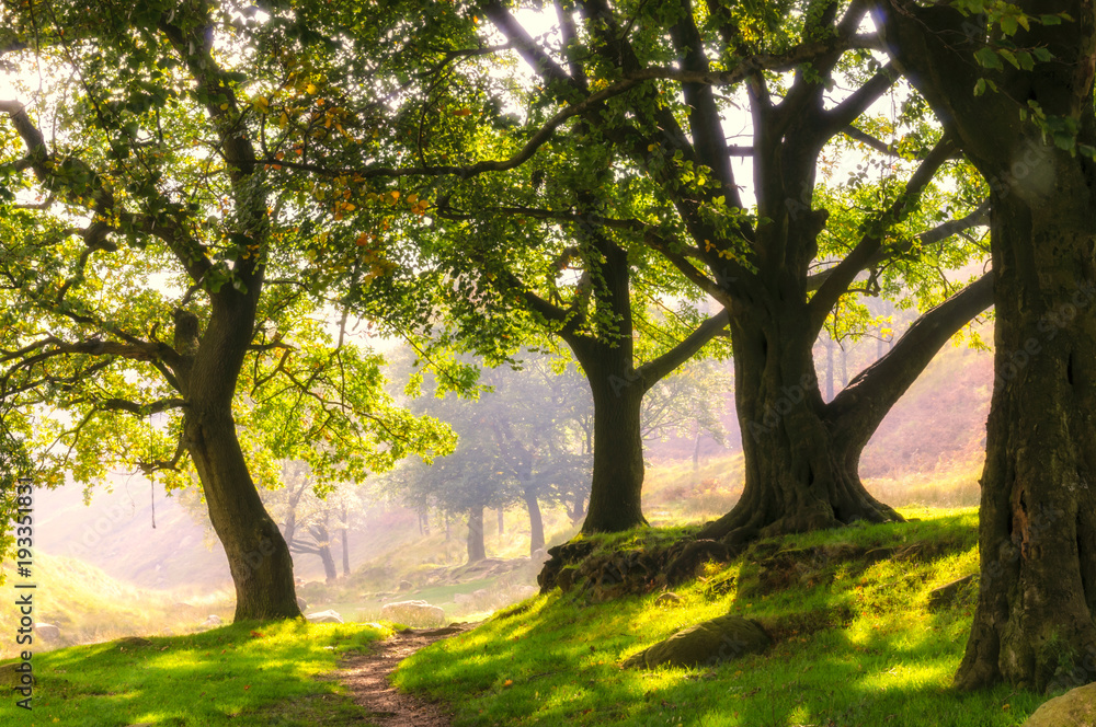 Path passing through trees evening light