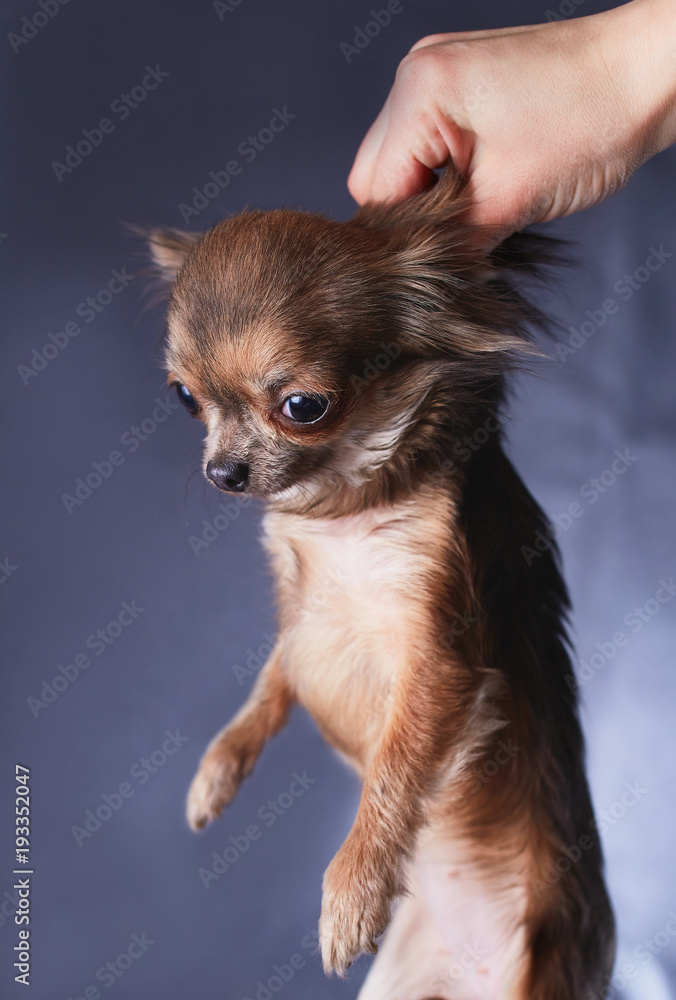 hand holds a dog of the Chihuahua breed for a coat