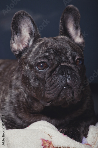 French Bulldog portrait  © jonicartoon