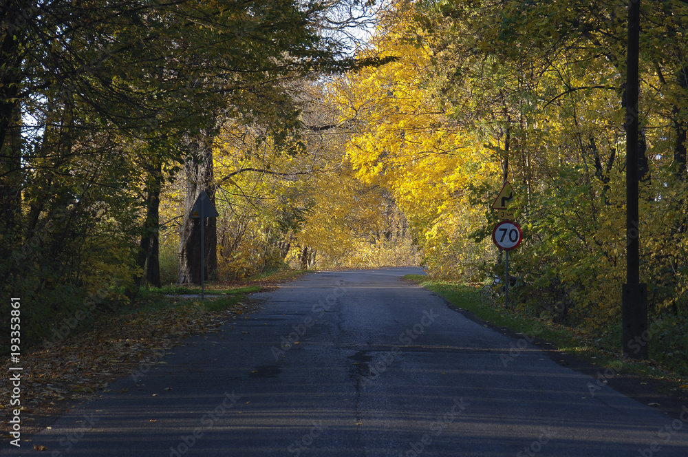 Obraz premium Road In The Forest with Trees with Golden Dry Leaves