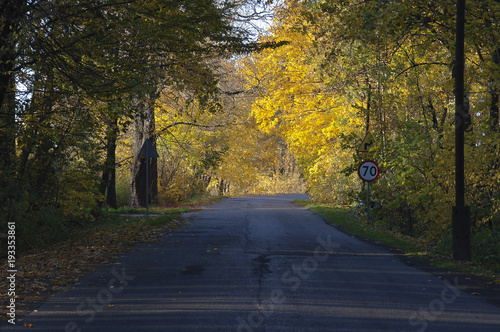 Road In The Forest with Trees with Golden Dry Leaves