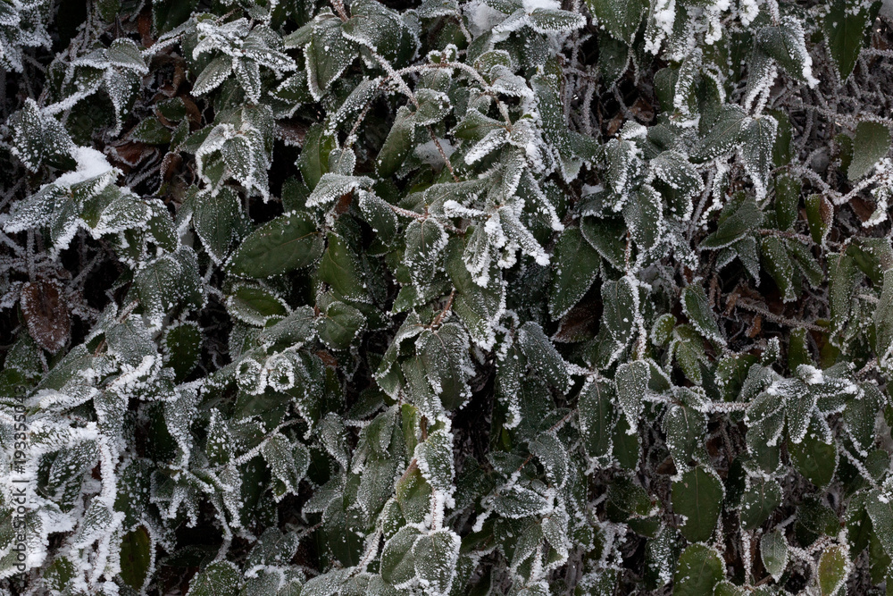 Frozen green leaves texture and background. Frozen green leaves texture and background.