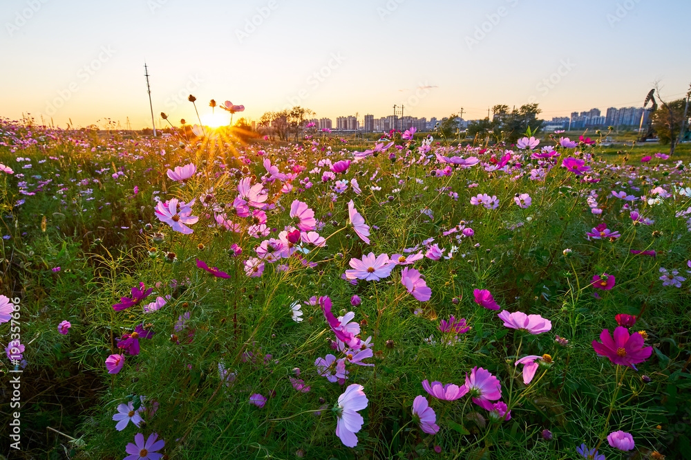 The Kelsang flowers bloom luxuriantly sunrise.