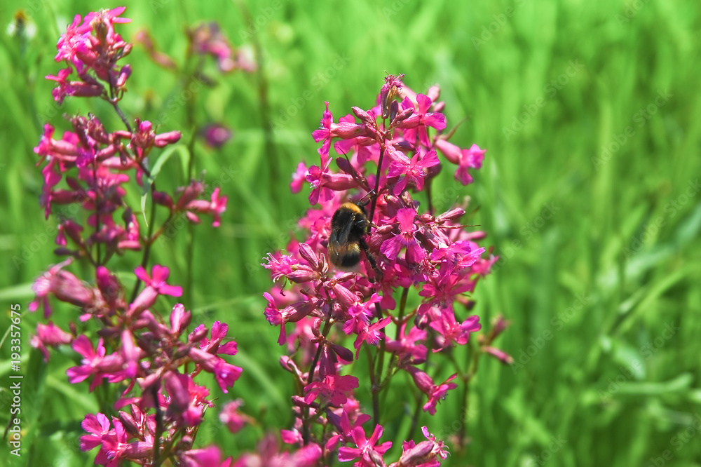 Bright rosy red flowers of sticky catchfly or clammy campion (Silene viscaria) and a Buff-tailed bumblebee (Bombus terrestris) in the meadow Bright rosy red flowers of sticky catchfly or clammy campion (Silene viscaria) and a Buff-tailed bumblebee (Bombus terrestris) in the meadow
