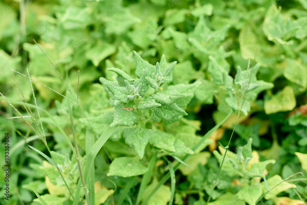 spinach spinach