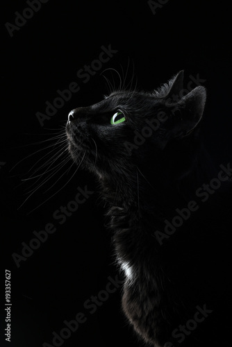 Leinwand Poster Black cat
