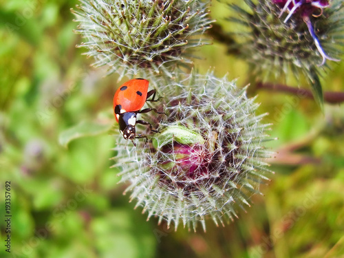 Ladybug (Coccinellidae) on the thorns of burdock (Arctium)