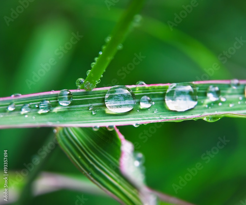 Drops of clean water on the grass after a summer rain