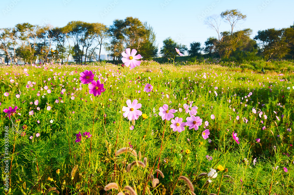 The Kelsang flowers bloom luxuriantly sunrise. The Kelsang flowers bloom luxuriantly sunrise.