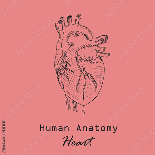 Handdrawn Human Heart