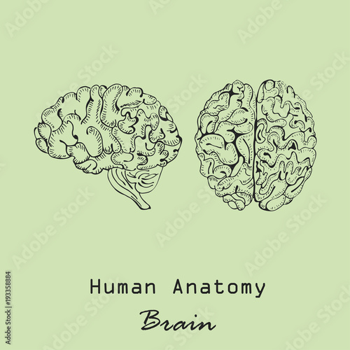 Handdrawn Human Brain