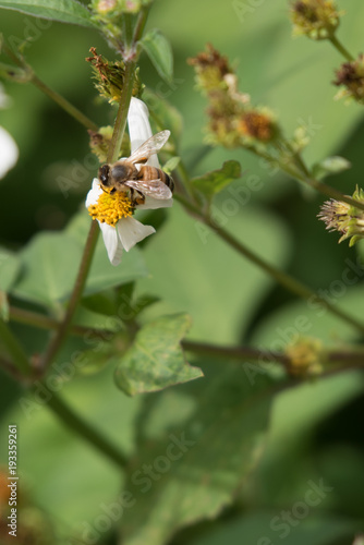 Busy Bee © paul
