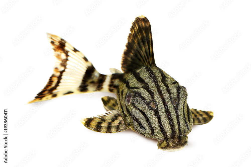 Royal Pleco Panaque nigrolineatus, or royal plec aquarium fish  - obrazy, fototapety, plakaty 