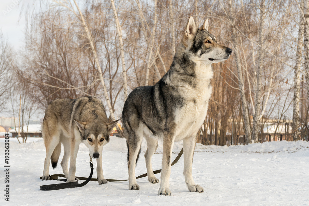 Beautiful male and female of Saarloos wolfhound in winter park Beautiful male and female of Saarloos wolfhound in winter park