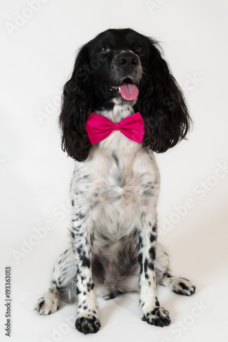 Beautiful female spaniel with a pink bow around his neck on white background photo