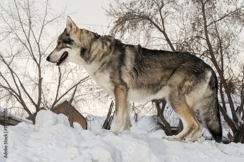 Beautiful male dog of Saarloos wolfhound in winter park © Julia Mashkova