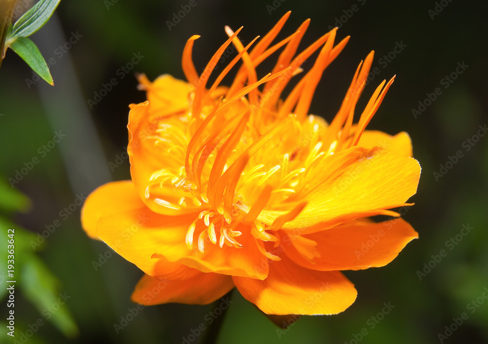 Bright orange flower of the Chinese globeflower (Trollius chinensis, or Trollius ledebourii). Orange Queen Bright orange flower of the Chinese globeflower (Trollius chinensis, or Trollius ledebourii). Orange Queen
