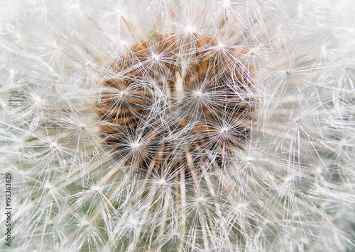 Parachute ball of Faded dandelion  Taraxacum 