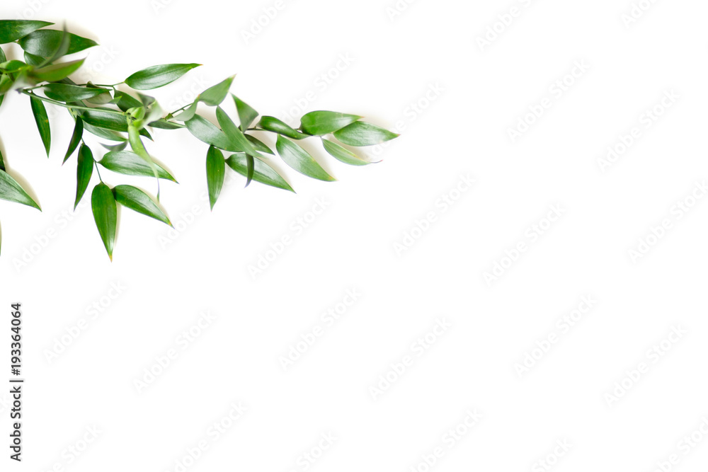 Ruscus leaves isolated