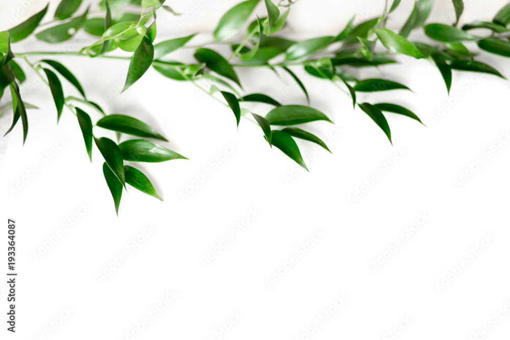 Ruscus leaves isolated Ruscus leaves isolated