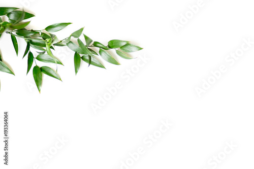 Ruscus leaves isolated