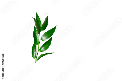Ruscus leaves isolated