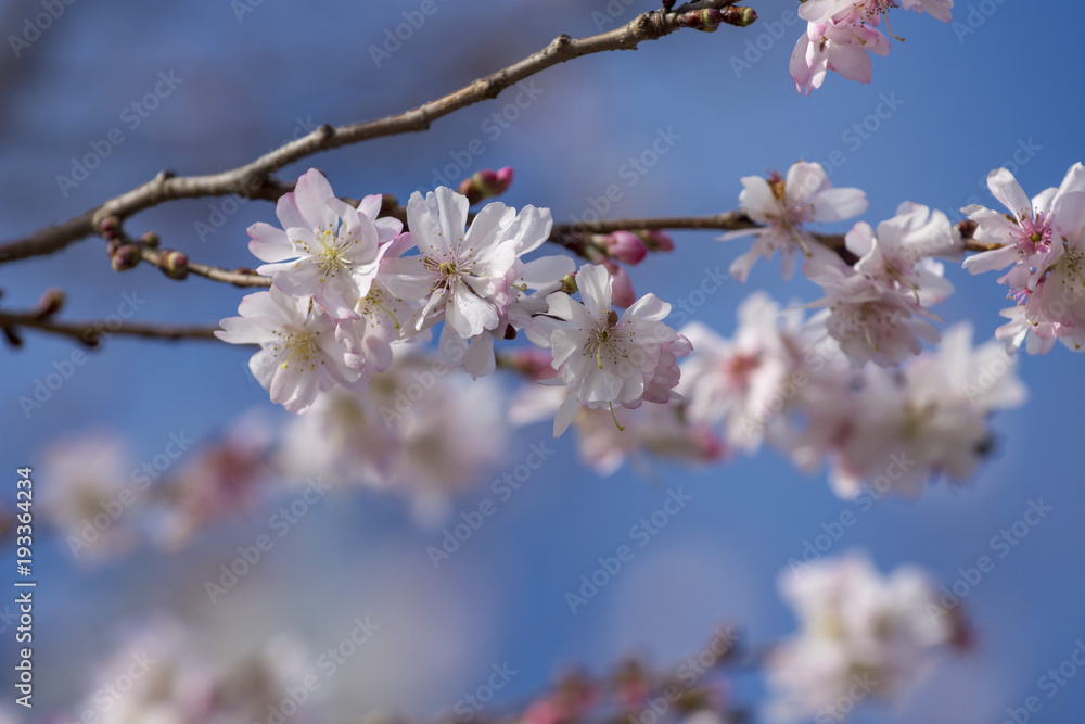 Cherry blossoms in front of the Washington Monument in Washington, DC. An unusually warm spell prompted some cherry trees to blossom in February - 6 to 8 weeks early. Cherry blossoms in front of the Washington Monument in Washington, DC. An unusually warm spell prompted some cherry trees to blossom in February - 6 to 8 weeks early.