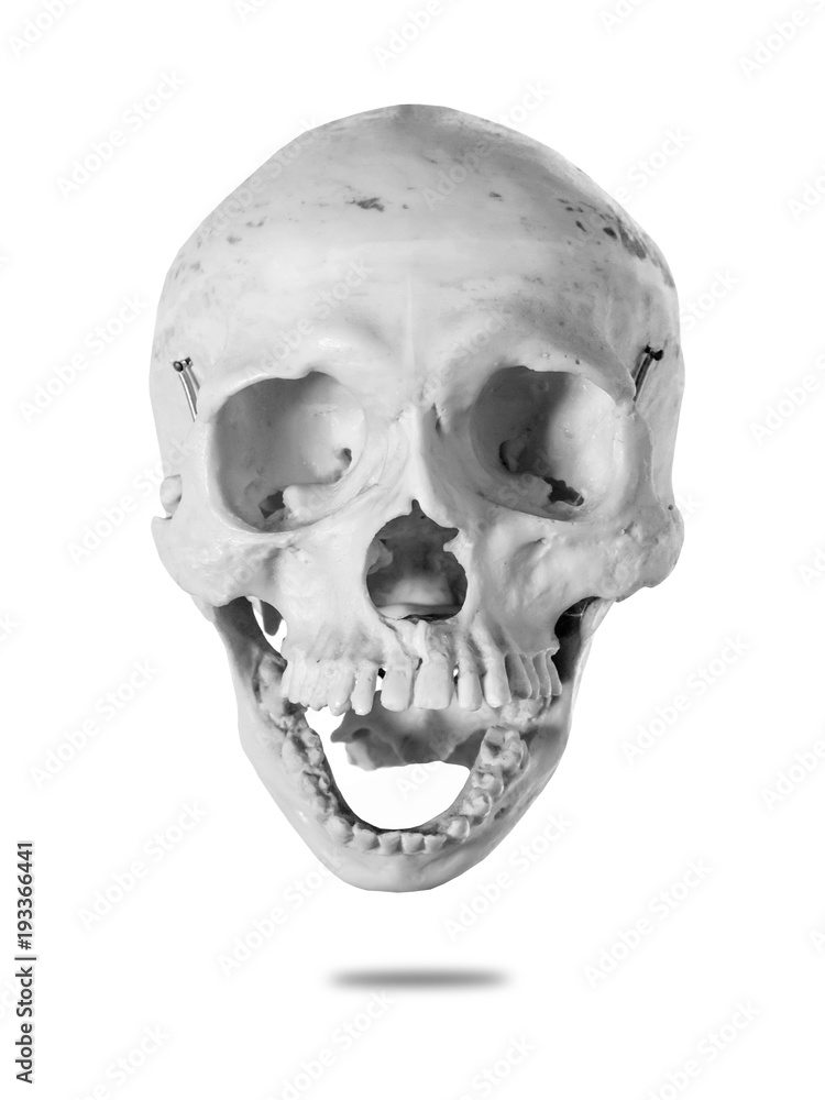human skull human skull