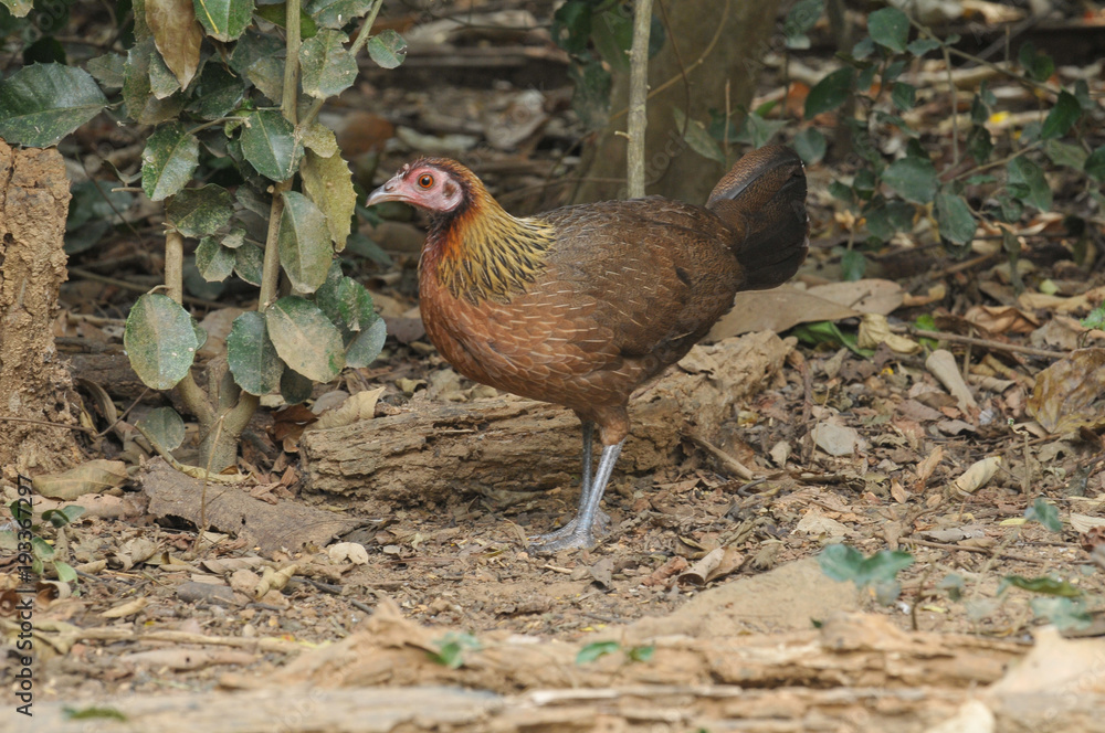Fototapeta premium Red Junglefowl female