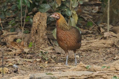 Red Junglefowl female