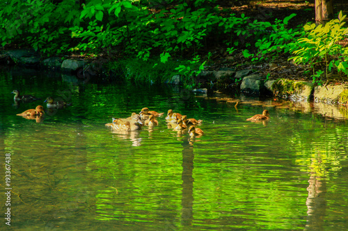 池のカモ