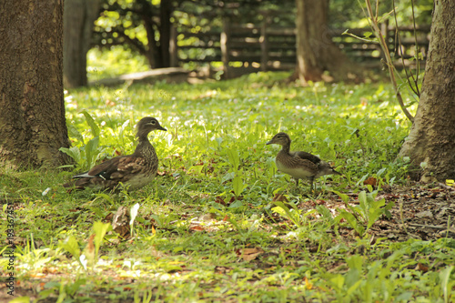 池のカモ