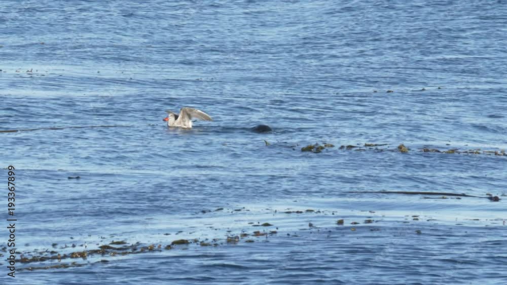 long shot of a seagull stealing a crab from sea otter at monterey bay in california long shot of a seagull stealing a crab from sea otter at monterey bay in california