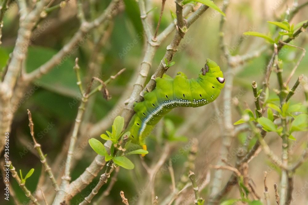 Green Lunar Caterpillar