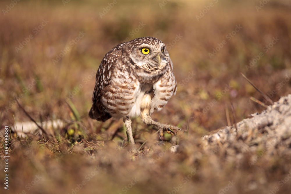 Fototapeta premium Burrowing owl Athene cunicularia perched outside its burrow
