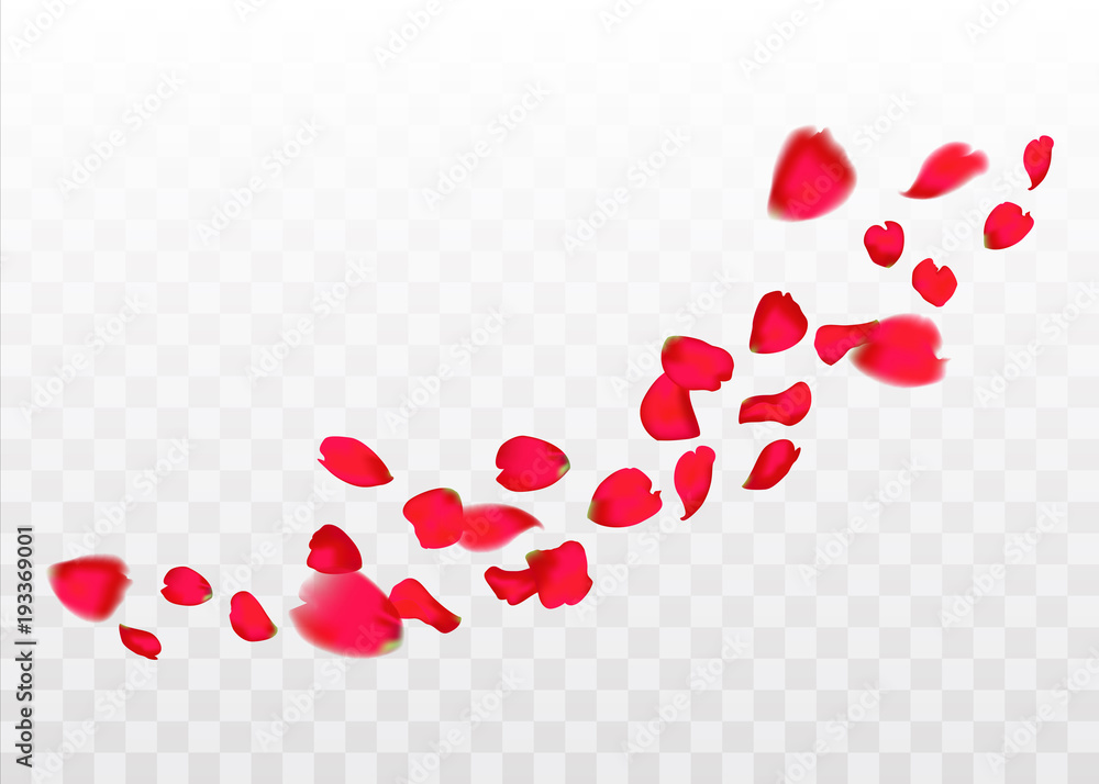 red sakura or rose falling petals