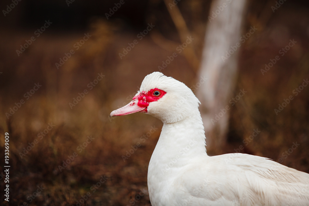 Cairina moschata. portrait of white muscovy ducks. Cairina moschata. portrait of white muscovy ducks.