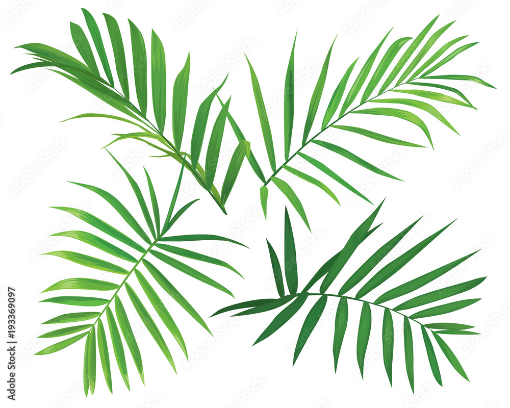 Tropical palm leaves on white background. Vector set of exotic tropical garden for wedding invitations, greeting card and fashion design.