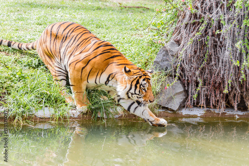 Tiger touching the water