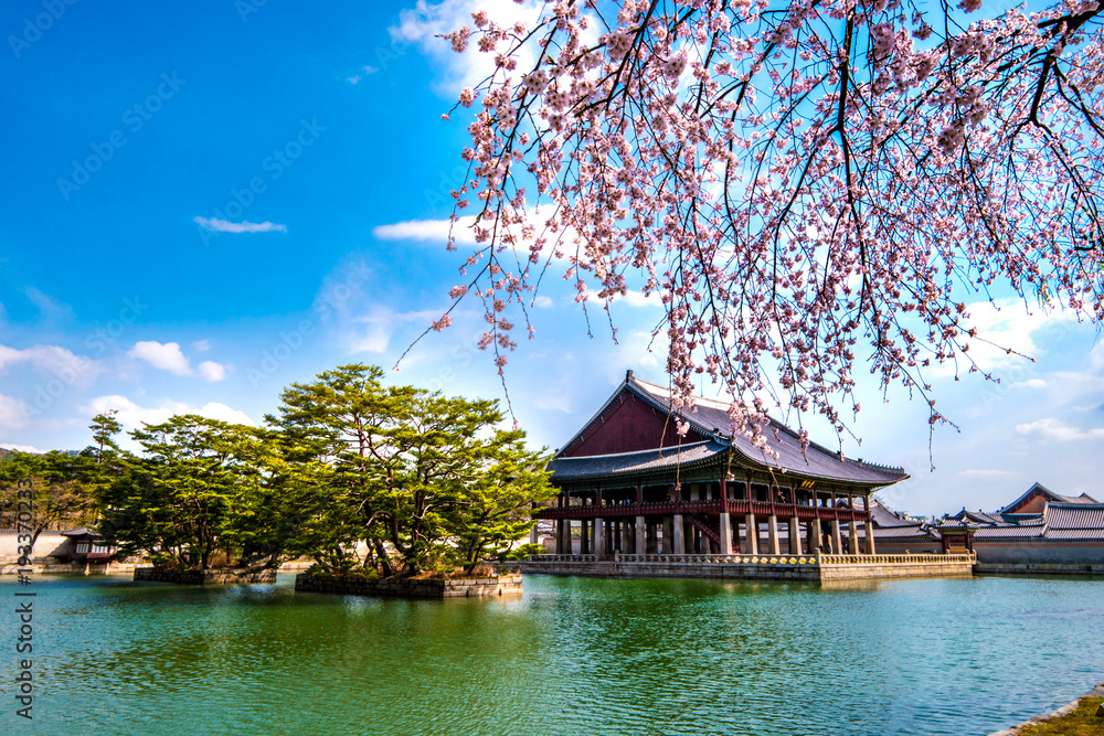 Fototapeta premium In spring, cherry blossoms at Kyeongbokgung Palace in Seoul, Korea.