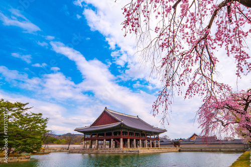 In spring, cherry blossoms at Kyeongbokgung Palace in Seoul, Korea.