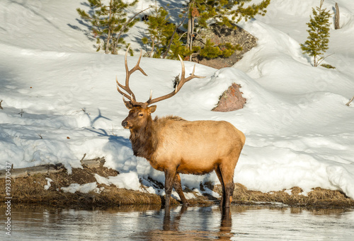 Bull Elk with full rack forages for food along the edge of the Madison River in Yellowstone National Park © photobyjimshane