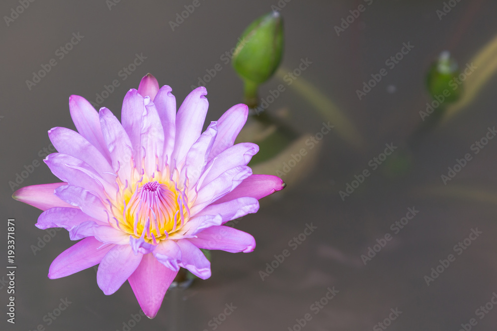 Lotus flower or water lily flower blooming with lotus leaves background in the pond at sunny summer or spring day. Nymphaea water lily. Director G.T. Mroore water lily. Lotus flower or water lily flower blooming with lotus leaves background in the pond at sunny summer or spring day. Nymphaea water lily. Director G.T. Mroore water lily.