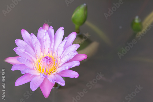 Lotus flower or water lily flower blooming with lotus leaves background in the pond at sunny summer or spring day. Nymphaea water lily. Director G.T. Mroore water lily.
