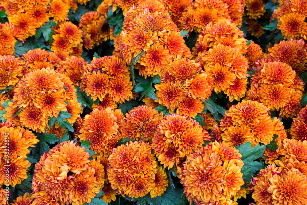 Orange chrysanthemum in the garden. A bouquet of chrysanthemums. Chrysanthemum Flower. and Morning light Is a beautiful flower Orange chrysanthemum in the garden. A bouquet of chrysanthemums. Chrysanthemum Flower. and Morning light Is a beautiful flower
