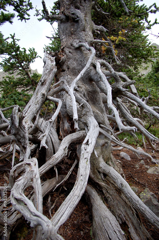 Knarled tree trunk in high mountian Colorado setting Knarled tree trunk in high mountian Colorado setting