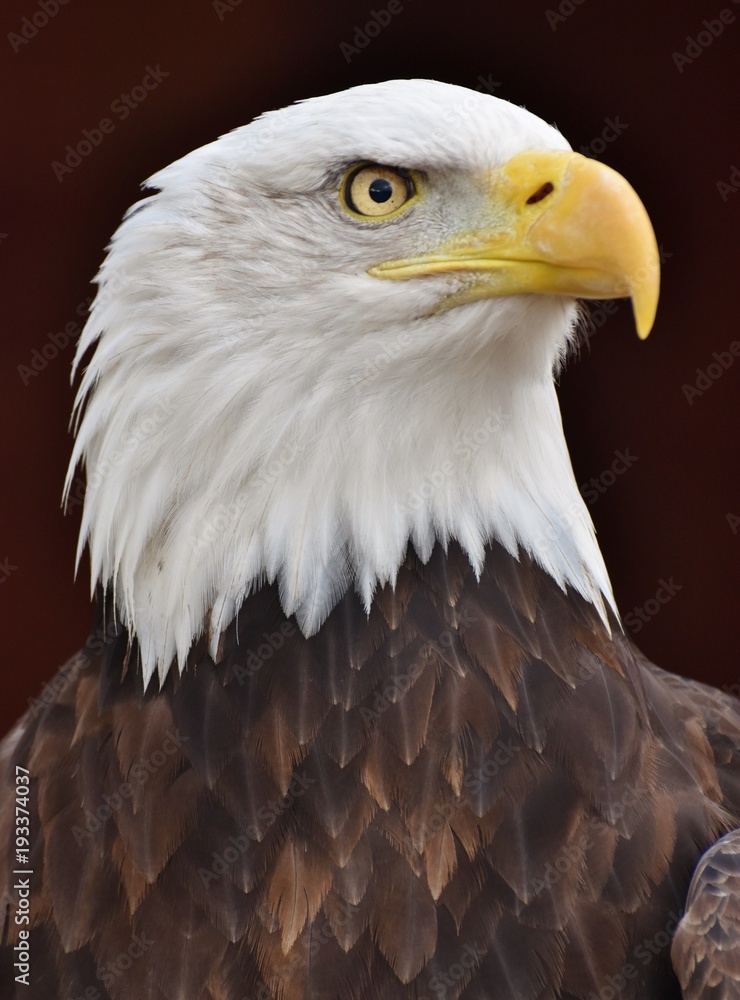 Fototapeta premium A Bald Eagle (Haliaeetus leucocephalus) on a black background.