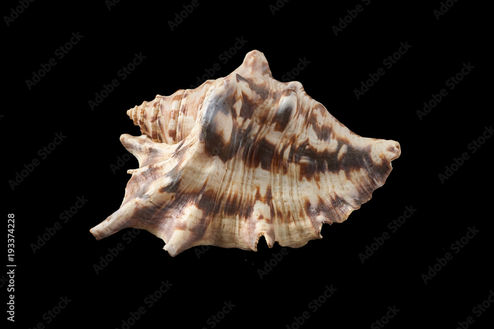 sea shell isolated on black background sea shell isolated on black background
