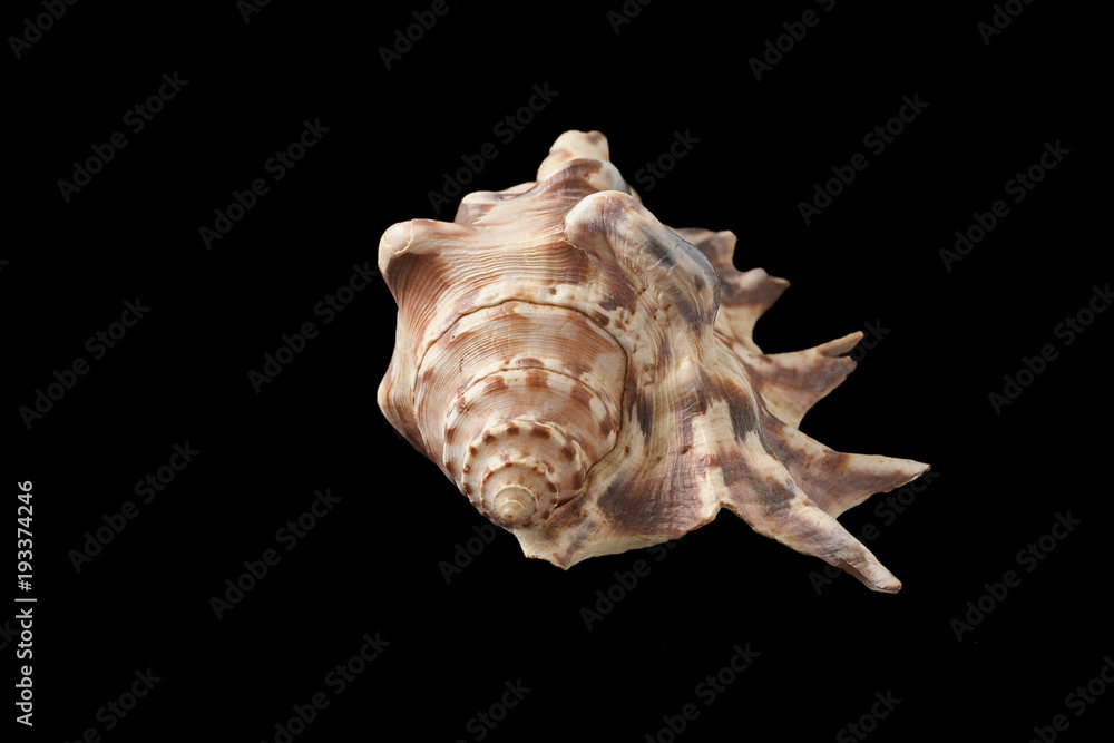 sea shell isolated on black background sea shell isolated on black background