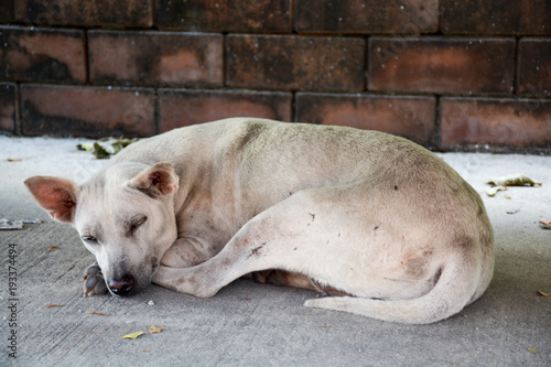 a stray dog sleeps in the shadows.Thailand © anwel